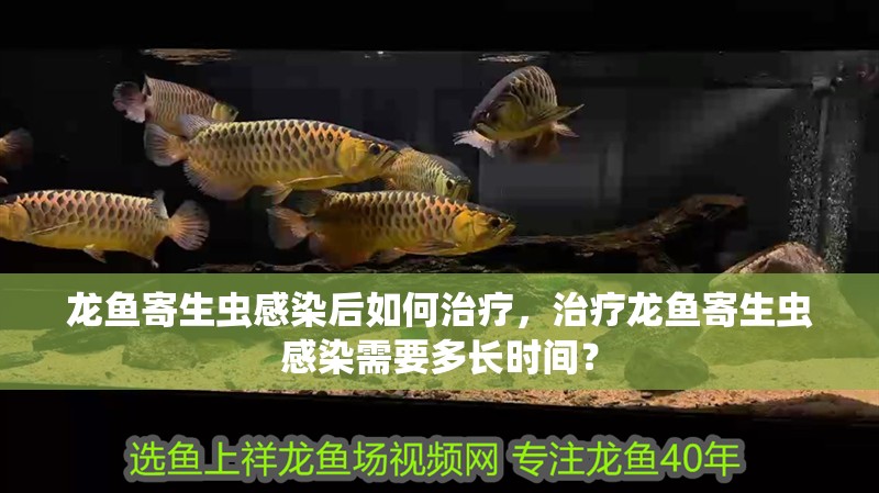 龍魚寄生蟲感染后如何治療，治療龍魚寄生蟲感染需要多長時間？