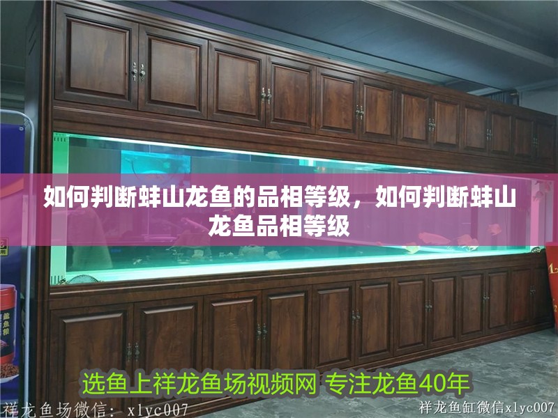 如何判斷蚌山龍魚的品相等級，如何判斷蚌山龍魚品相等級