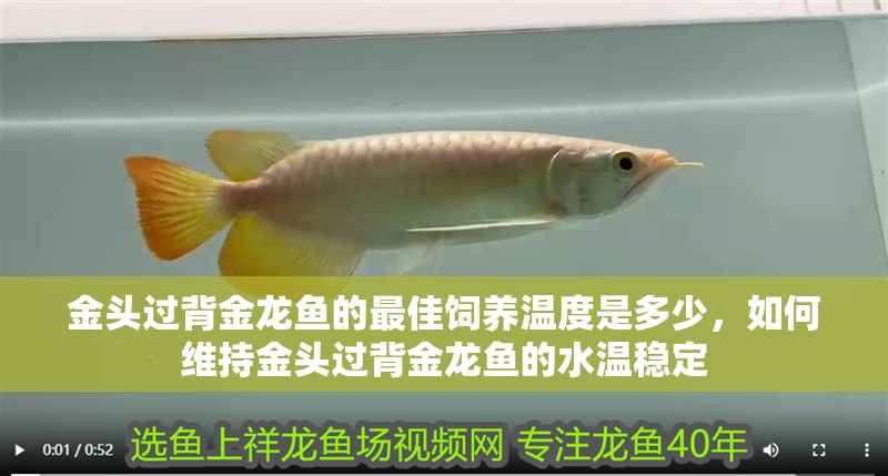 金頭過背金龍魚的最佳飼養溫度是多少，如何維持金頭過背金龍魚的水溫穩定