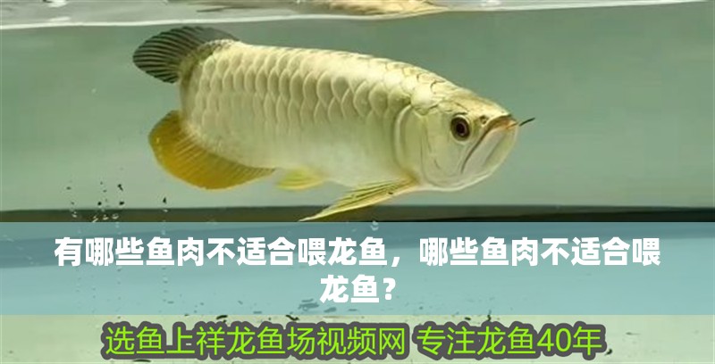 有哪些魚肉不適合喂龍魚，哪些魚肉不適合喂龍魚？