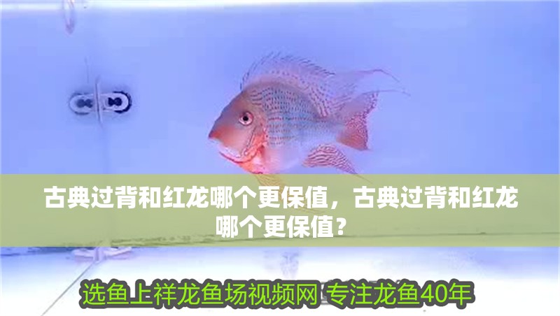 古典過背和紅龍哪個更保值，古典過背和紅龍哪個更保值？ 古典過背和紅龍哪個更保值，古典過背和紅龍哪個更保值？ 龍魚百科