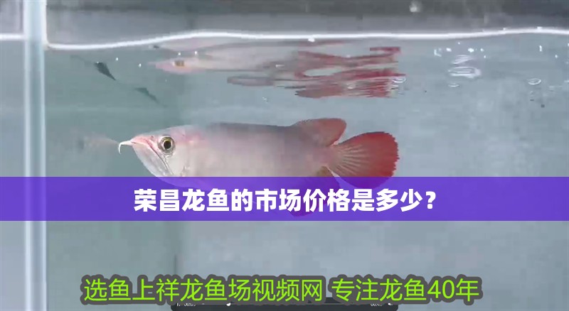 榮昌龍魚的市場價格是多少？