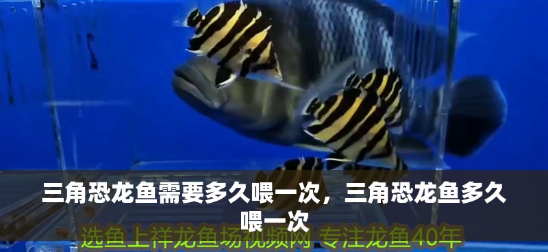 三角恐龍魚需要多久喂一次，三角恐龍魚多久喂一次