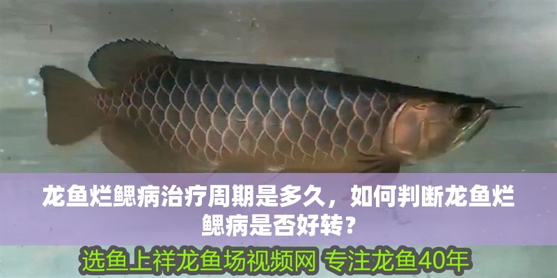 龍魚爛鰓病治療周期是多久，如何判斷龍魚爛鰓病是否好轉？