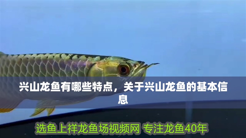 興山龍魚(yú)有哪些特點(diǎn)，關(guān)于興山龍魚(yú)的基本信息