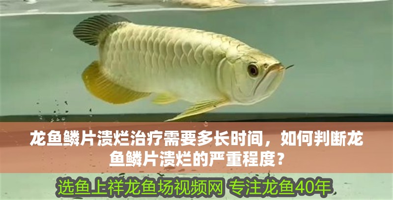龍魚鱗片潰爛治療需要多長時間，如何判斷龍魚鱗片潰爛的嚴重程度？
