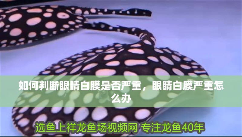 如何判斷眼睛白膜是否嚴(yán)重，眼睛白膜嚴(yán)重怎么辦