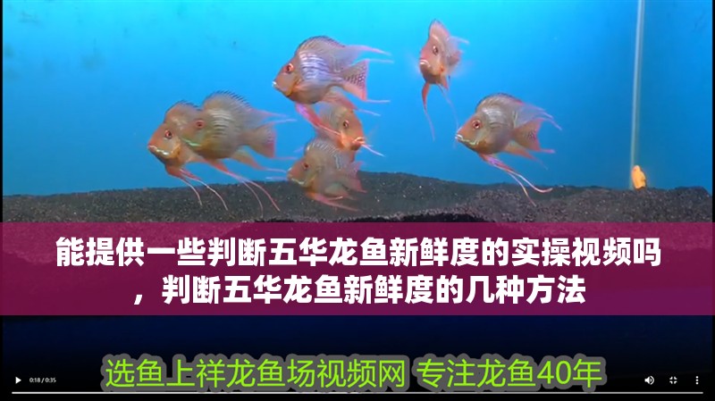 能提供一些判斷五華龍魚新鮮度的實操視頻嗎，判斷五華龍魚新鮮度的幾種方法