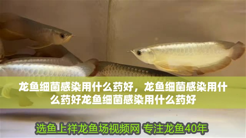 龍魚細菌感染用什么藥好，龍魚細菌感染用什么藥好龍魚細菌感染用什么藥好