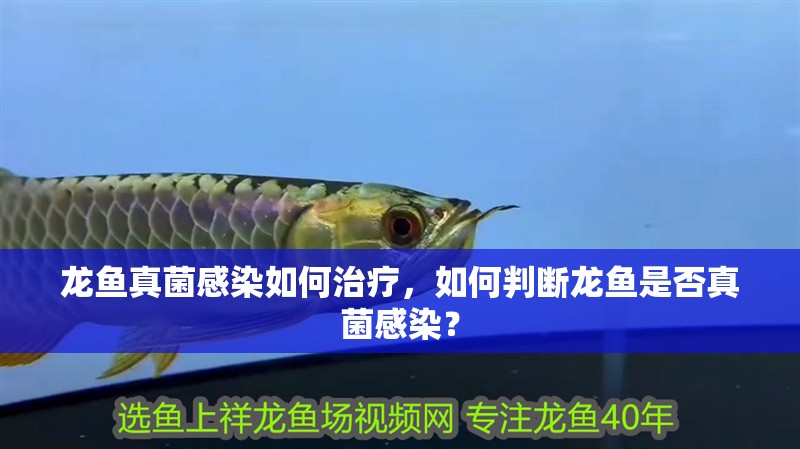 龍魚真菌感染如何治療，如何判斷龍魚是否真菌感染？