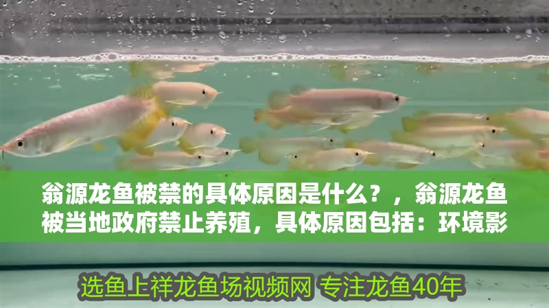 翁源龍魚被禁的具體原因是什么？，翁源龍魚被當地政府禁止養殖，具體原因包括：環境影響