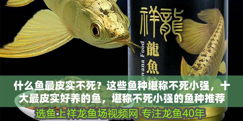 什么魚最皮實不死？這些魚種堪稱不死小強，十大最皮實好養的魚，堪稱不死小強的魚種推薦