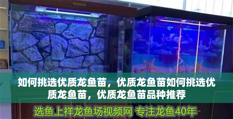 如何挑選優質龍魚苗，優質龍魚苗如何挑選優質龍魚苗，優質龍魚苗品種推薦