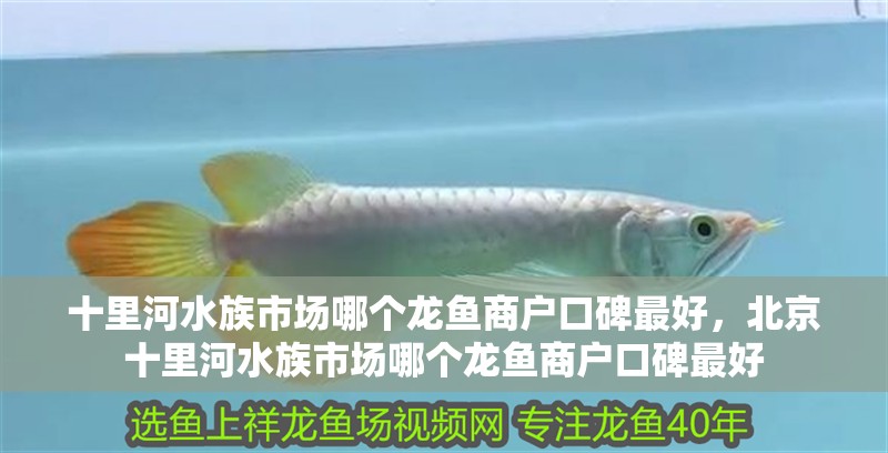 十里河水族市場哪個龍魚商戶口碑最好，北京十里河水族市場哪個龍魚商戶口碑最好
