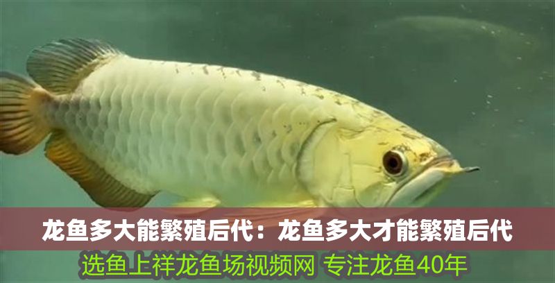 龍魚多大能繁殖后代：龍魚多大才能繁殖后代 龍魚多大能繁殖后代：龍魚多大才能繁殖后代 龍魚百科 第2張