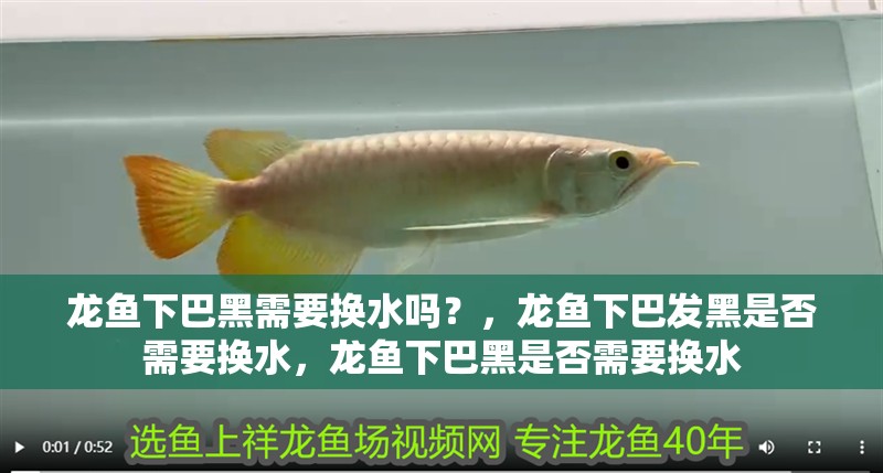 龍魚下巴黑需要換水嗎？，龍魚下巴發黑是否需要換水，龍魚下巴黑是否需要換水