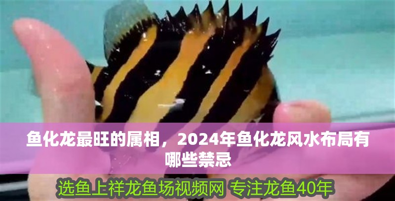 魚化龍最旺的屬相，2024年魚化龍風水布局有哪些禁忌