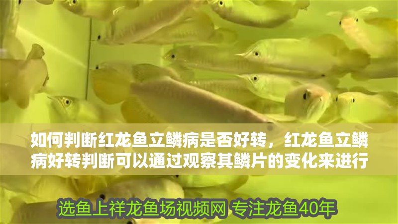 如何判斷紅龍魚立鱗病是否好轉(zhuǎn)，紅龍魚立鱗病好轉(zhuǎn)判斷可以通過觀察其鱗片的變化來進行