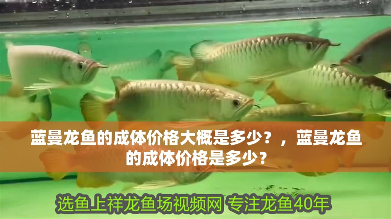 藍曼龍魚的成體價格大概是多少？，藍曼龍魚的成體價格是多少？