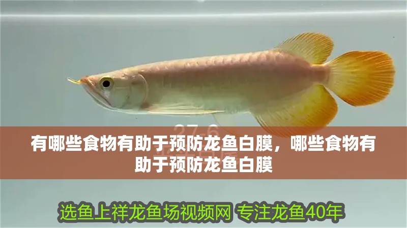 有哪些食物有助于預防龍魚白膜，哪些食物有助于預防龍魚白膜
