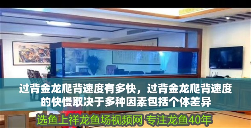 過背金龍爬背速度有多快，過背金龍爬背速度的快慢取決于多種因素包括個體差異