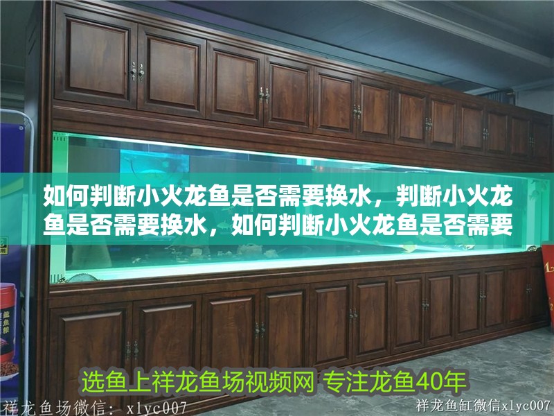 如何判斷小火龍魚是否需要換水，判斷小火龍魚是否需要換水，如何判斷小火龍魚是否需要換水