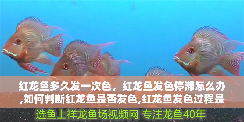 紅龍魚多久發一次色，紅龍魚發色停滯怎么辦,如何判斷紅龍魚是否發色,紅龍魚發色過程是怎樣的