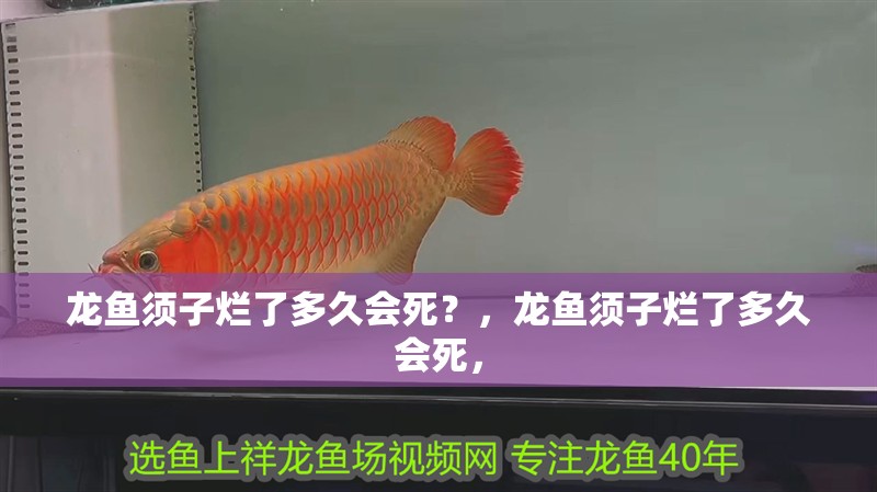 龍魚須子爛了多久會死？，龍魚須子爛了多久會死，