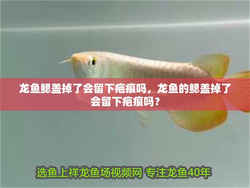 龍魚鰓蓋掉了會留下疤痕嗎，龍魚的鰓蓋掉了會留下疤痕嗎？