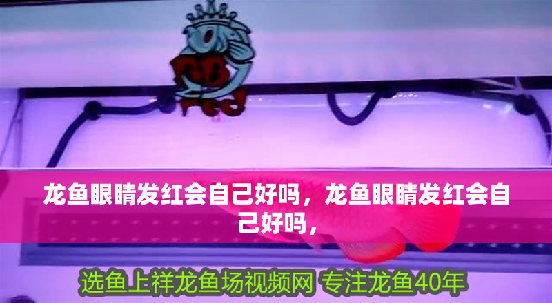 龍魚眼睛發紅會自己好嗎，龍魚眼睛發紅會自己好嗎，