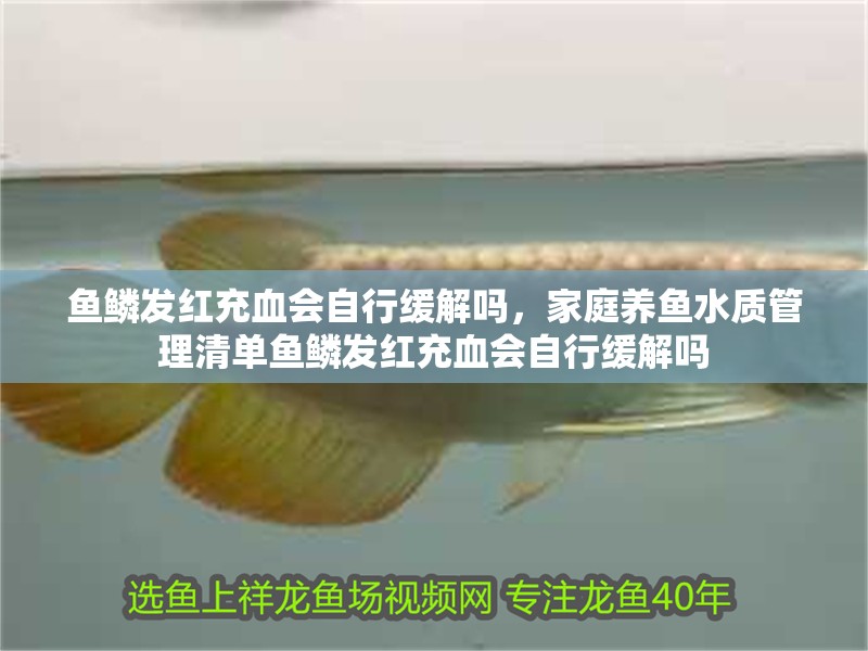 魚鱗發紅充血會自行緩解嗎，家庭養魚水質管理清單魚鱗發紅充血會自行緩解嗎