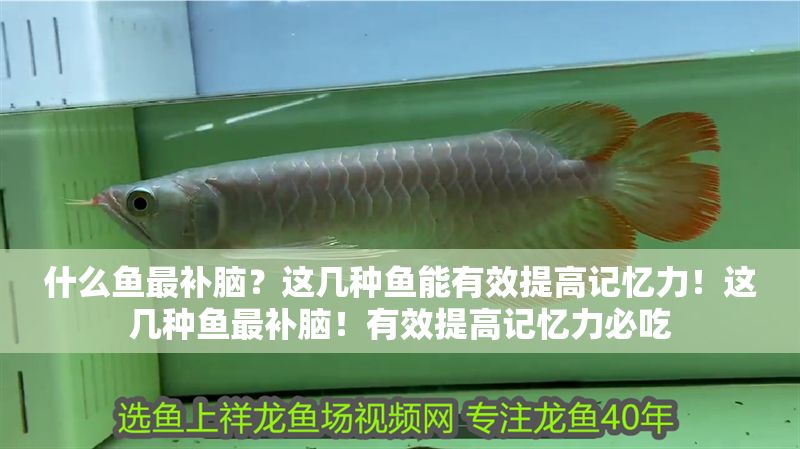 什么魚最補(bǔ)腦？這幾種魚能有效提高記憶力！這幾種魚最補(bǔ)腦！有效提高記憶力必吃