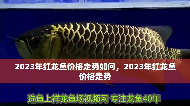 2023年紅龍魚價格走勢如何，2023年紅龍魚價格走勢
