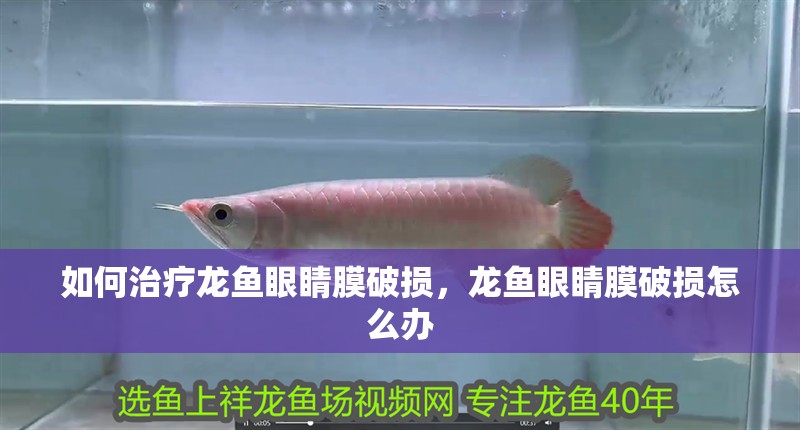 如何治療龍魚眼睛膜破損，龍魚眼睛膜破損怎么辦
