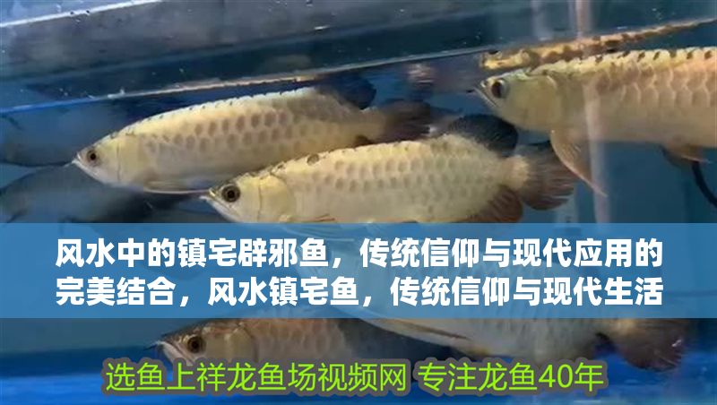 風水中的鎮宅辟邪魚，傳統信仰與現代應用的完美結合，風水鎮宅魚，傳統信仰與現代生活的辟邪融合
