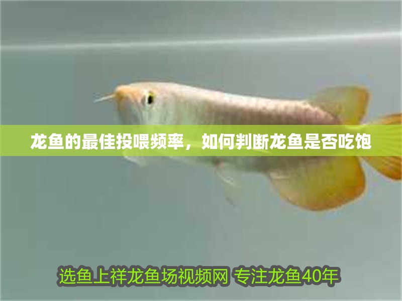 龍魚的最佳投喂頻率，如何判斷龍魚是否吃飽