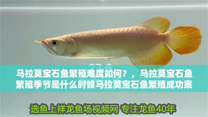 馬拉莫寶石魚繁殖難度如何？，馬拉莫寶石魚繁殖季節是什么時候馬拉莫寶石魚繁殖成功案例