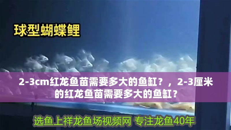 2-3cm紅龍魚苗需要多大的魚缸？，2-3厘米的紅龍魚苗需要多大的魚缸？