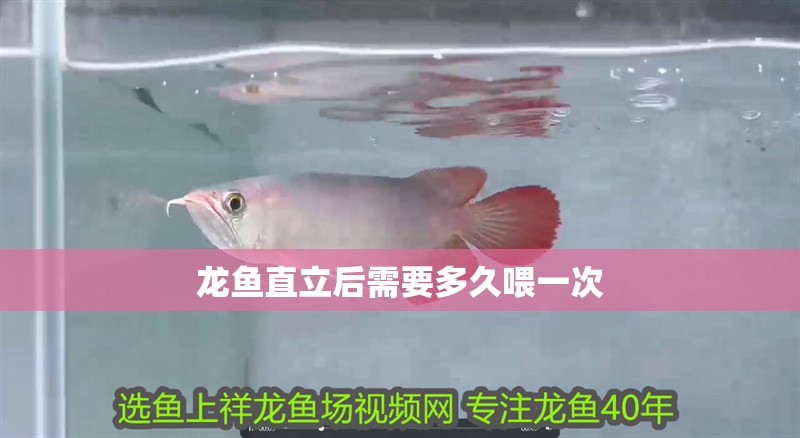 龍魚直立后需要多久喂一次