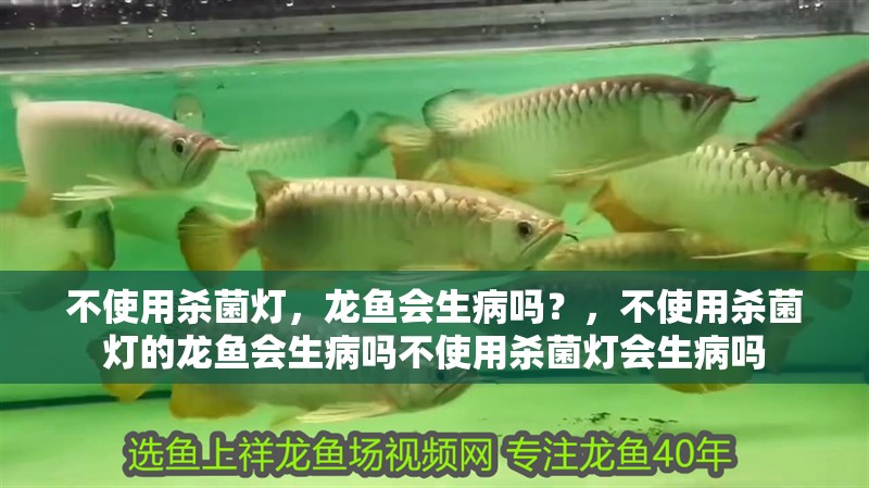 不使用殺菌燈，龍魚會生病嗎？，不使用殺菌燈的龍魚會生病嗎不使用殺菌燈會生病嗎