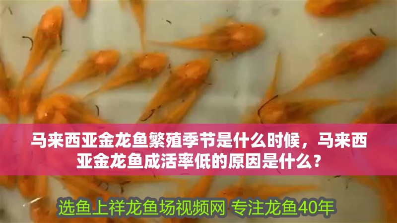 馬來西亞金龍魚繁殖季節是什么時候，馬來西亞金龍魚成活率低的原因是什么？