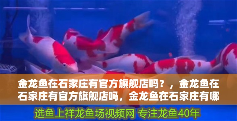 金龍魚在石家莊有官方旗艦店嗎？，金龍魚在石家莊有官方旗艦店嗎，金龍魚在石家莊有哪些分公司