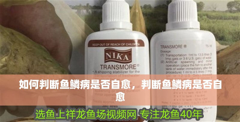 如何判斷魚鱗病是否自愈，判斷魚鱗病是否自愈