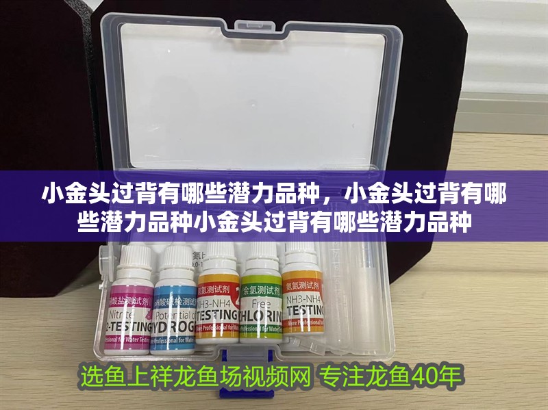 小金頭過背有哪些潛力品種，小金頭過背有哪些潛力品種小金頭過背有哪些潛力品種