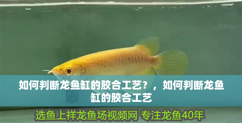 如何判斷龍魚缸的膠合工藝？，如何判斷龍魚缸的膠合工藝