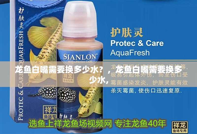 龍魚白嘴需要換多少水？，龍魚白嘴需要換多少水,