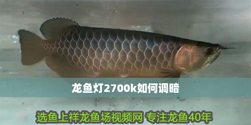 龍魚燈2700k如何調暗