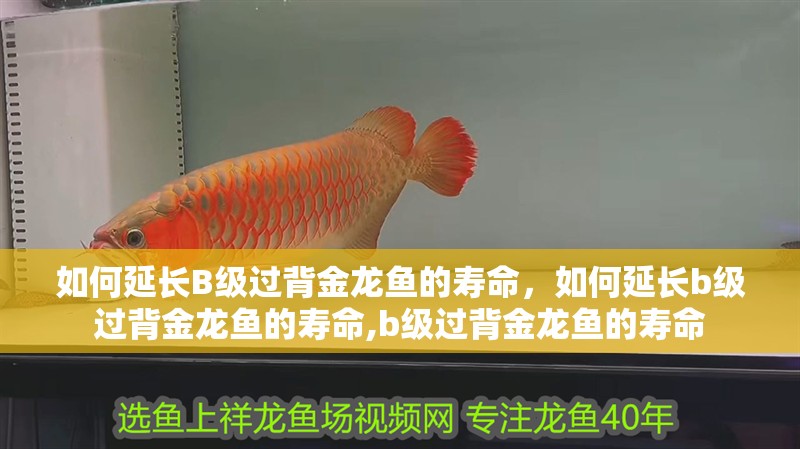 如何延長B級過背金龍魚的壽命，如何延長b級過背金龍魚的壽命,b級過背金龍魚的壽命