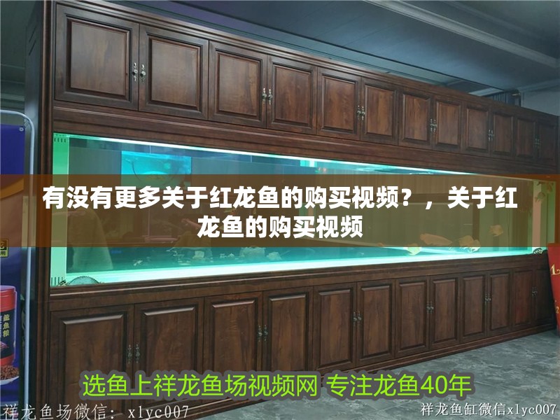 有沒有更多關于紅龍魚的購買視頻？，關于紅龍魚的購買視頻