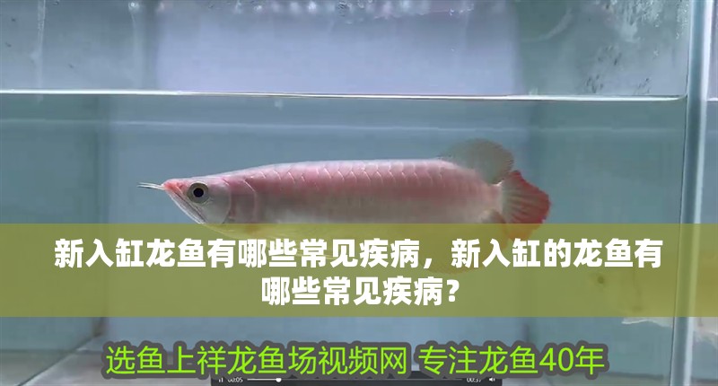 新入缸龍魚有哪些常見疾病，新入缸的龍魚有哪些常見疾病？